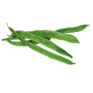 JUDIA PLANA / PLAIN BEANS