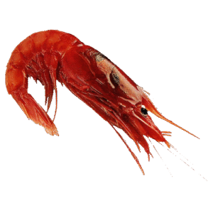 M015 LANGOSTINO CARABINERO Nº2 / CARDINAL PRAWNS Nº2