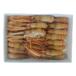 M020 CIGALAS 16-20 / NORWAY LOBSTER 16-20