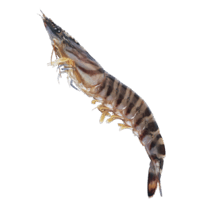 M042 LANGOSTINO BLACK TIGER 13/15 / BLACK TIGER PRAWNS 13/15