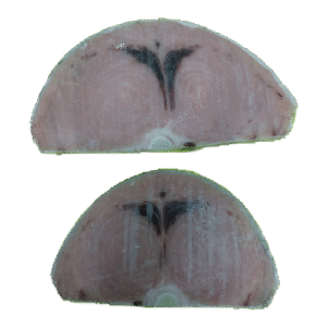 FILETE DE PEZ ESPADA / SWORD FISH FILLET