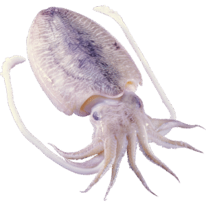 CHOCO LIMPIO / CLEAN CHOCO 500/1000