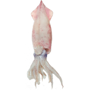 CALAMAR NACIONAL GR1+ / NATIONAL SQUID GR1+