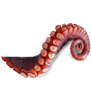 PULPO PATA COCIDA 150+ / OCTOPUS LEG 150+