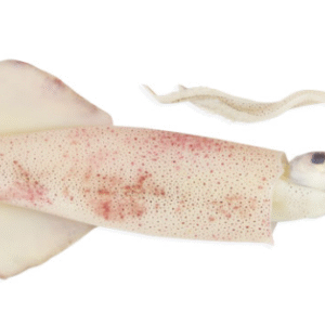 CALAMAR MARRUECOS M ENVUELTO/ MOROCCAN SQUID M WRAPPED