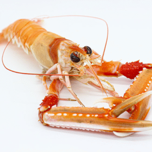 cigala9 CIGALA 0 8/10 PZA/ CRAYFISH